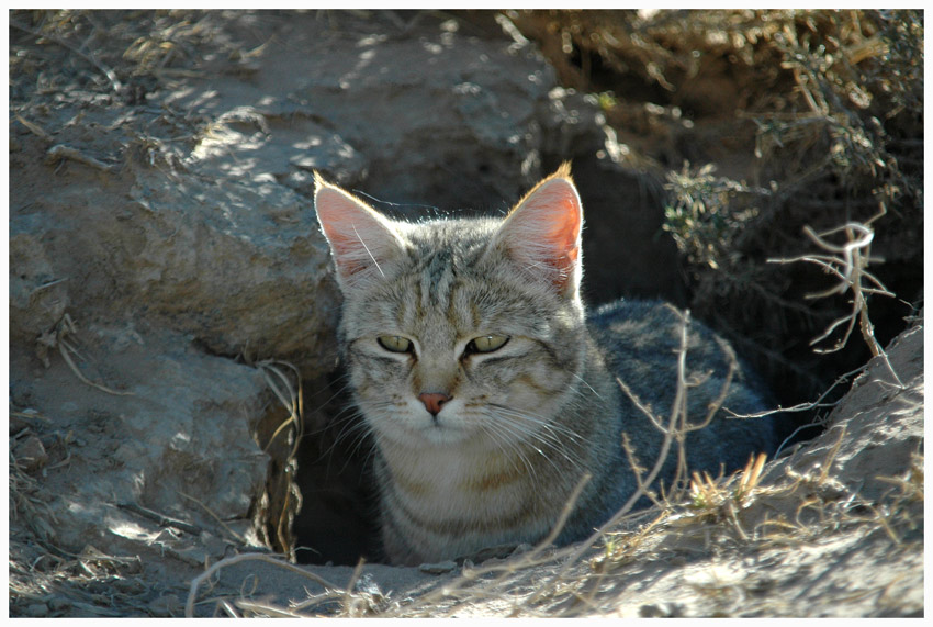 >African Wild Cat