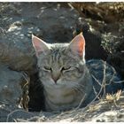 >African Wild Cat<