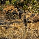 African Wild Dog