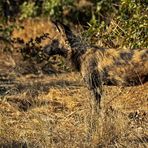 African Wild Dog