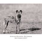 African Wild Dog