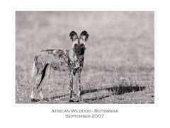 African Wild Dog