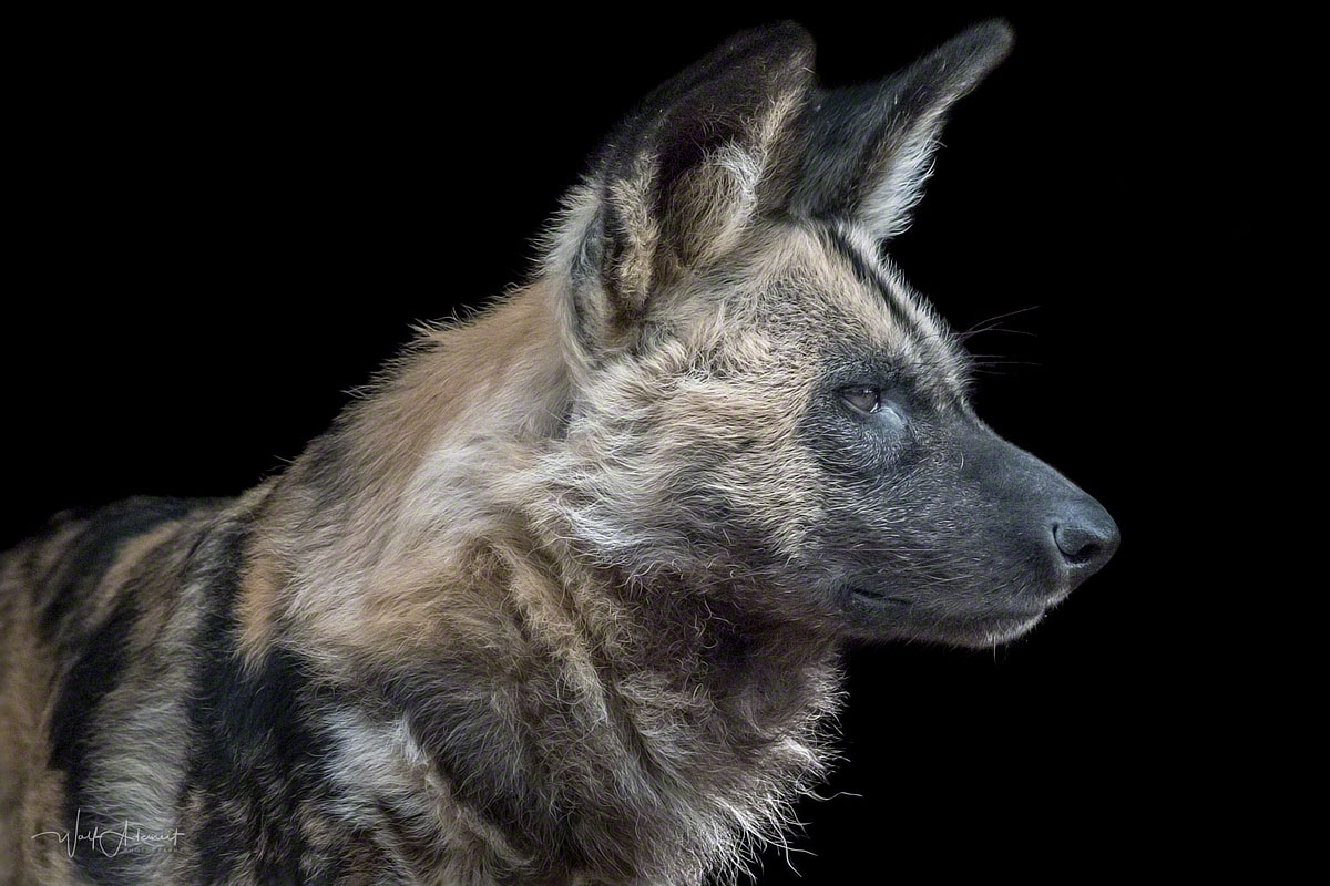 african wild dog