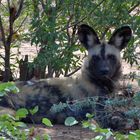 African Wild dog