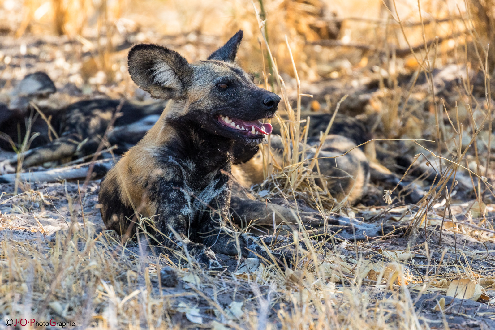 African Wild Dog