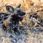 African Wild Dog