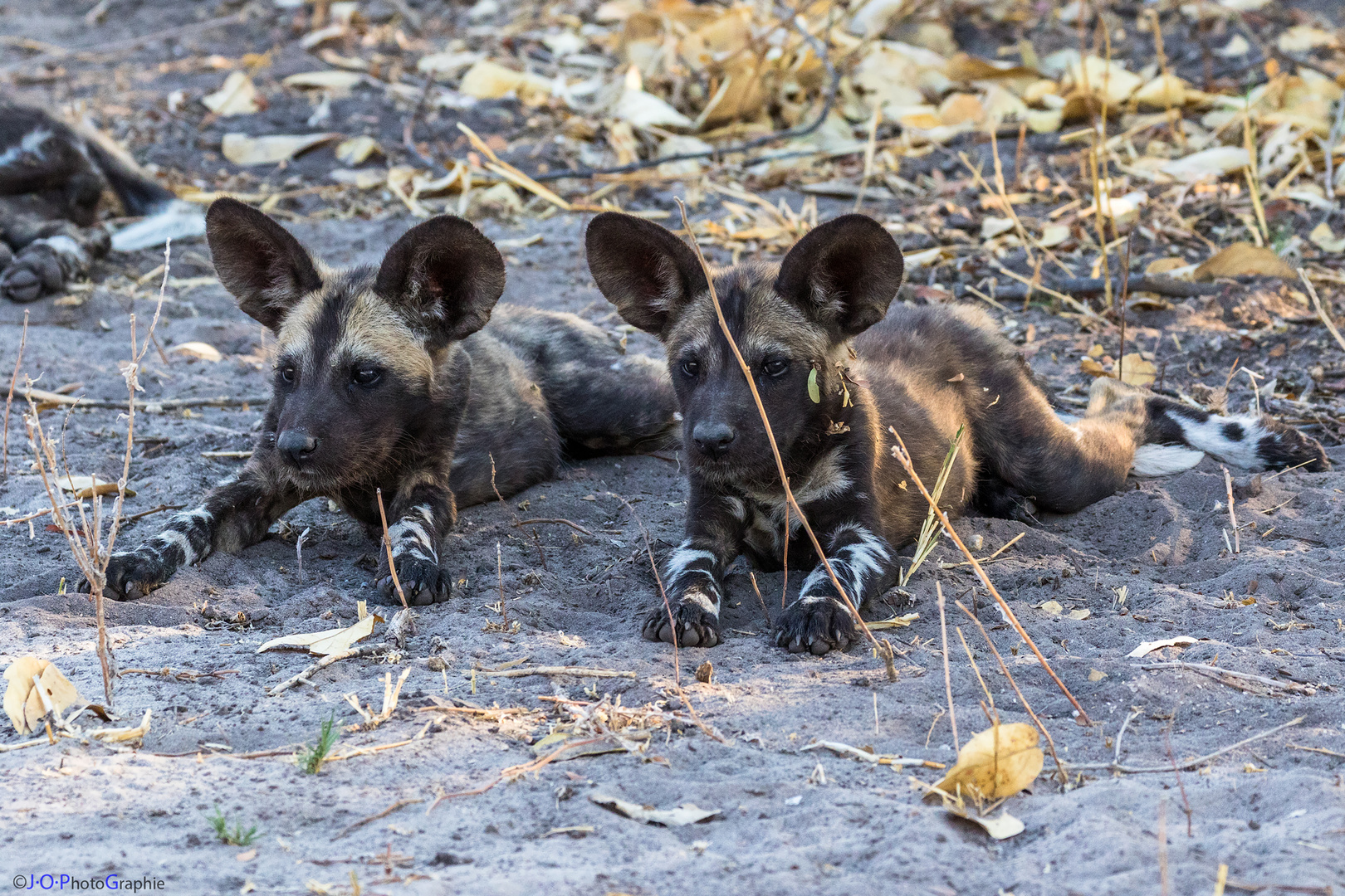 African Wild Dog Cubs