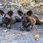 African Wild Dog Cubs
