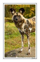 African Wild Dog