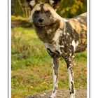 African Wild Dog