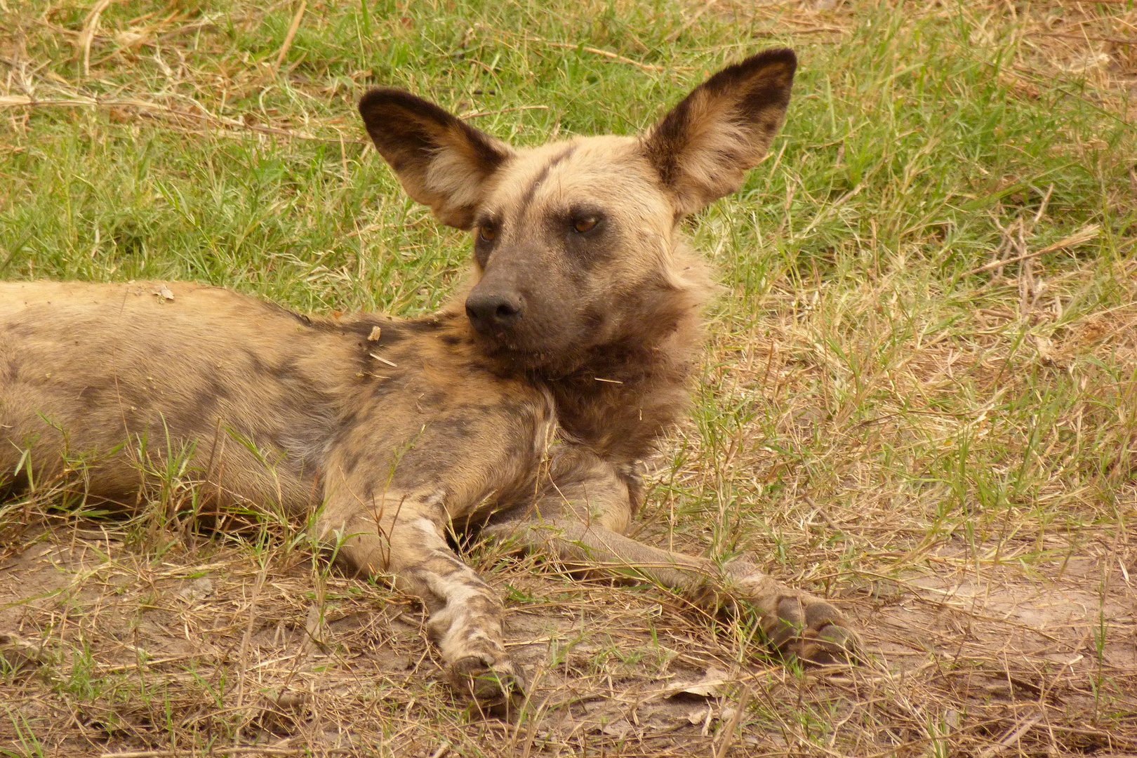 African Wild Dog