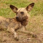 African Wild Dog