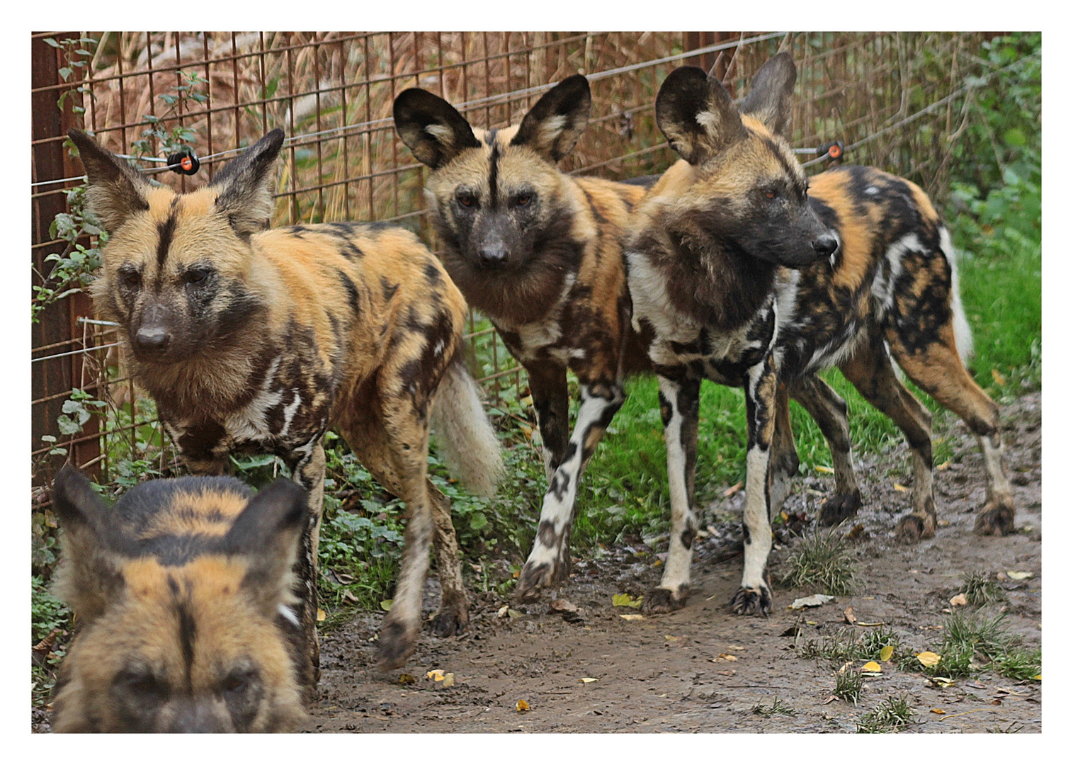 African Wild Dog