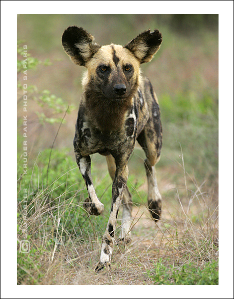 African Wild dog - Kruger National Park, South Africa