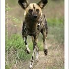 African Wild dog - Kruger National Park, South Africa