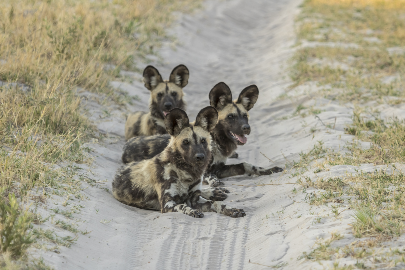 African Wild Dogs