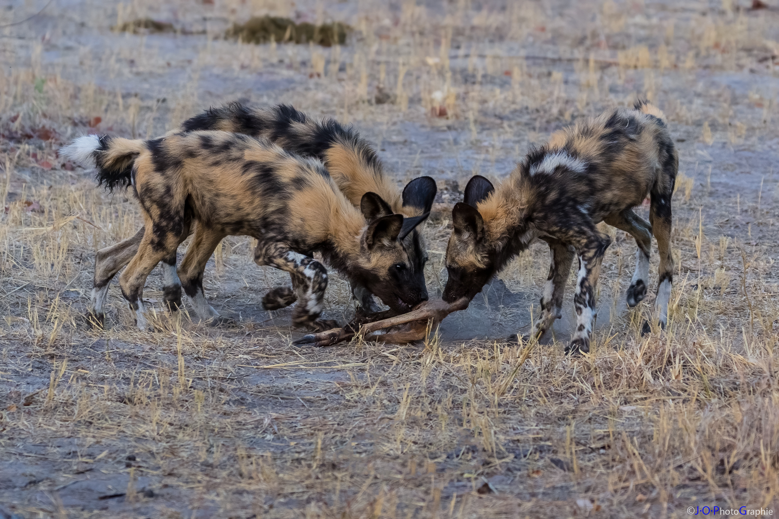 African Wild Dogs mit Impala-Riss