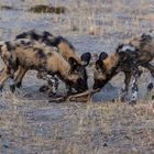 African Wild Dogs mit Impala-Riss