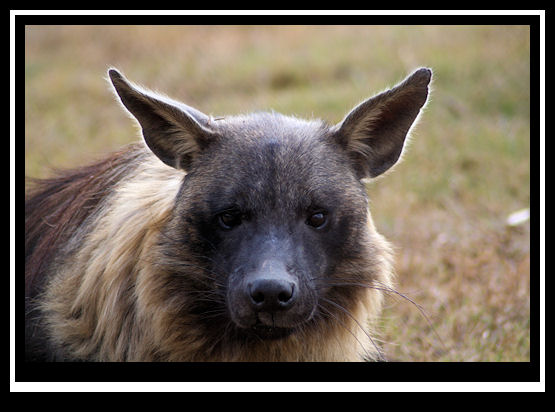 African Wild Hyena