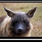 African Wild Hyena