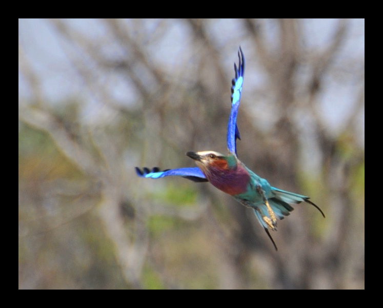 African Wildlife