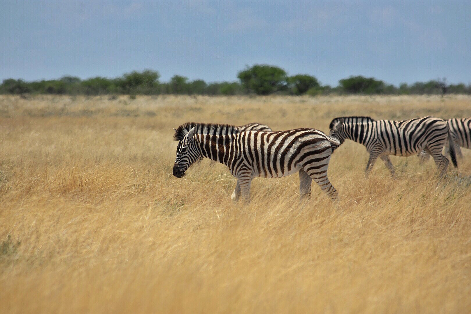 African wildlife 