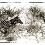 african wildlife II