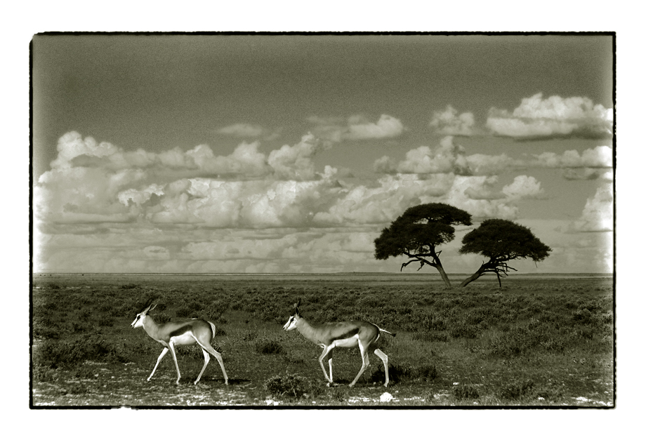 african wildlife VII