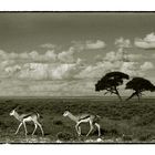 african wildlife VII