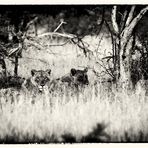 african wildlife XI