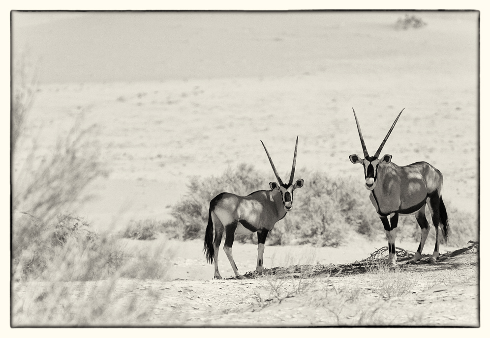 african wildlife XII