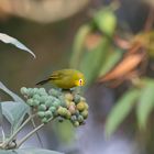 African yellow white-eye