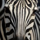 African zebra