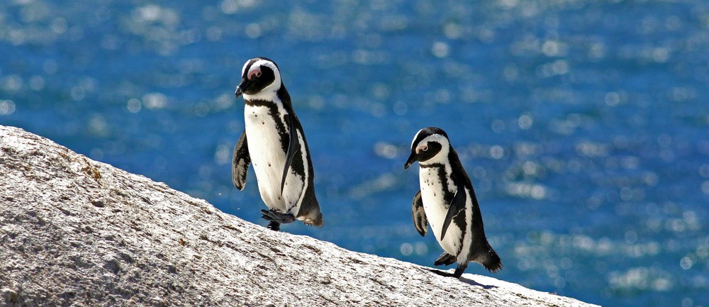 African/Jackass Penguins