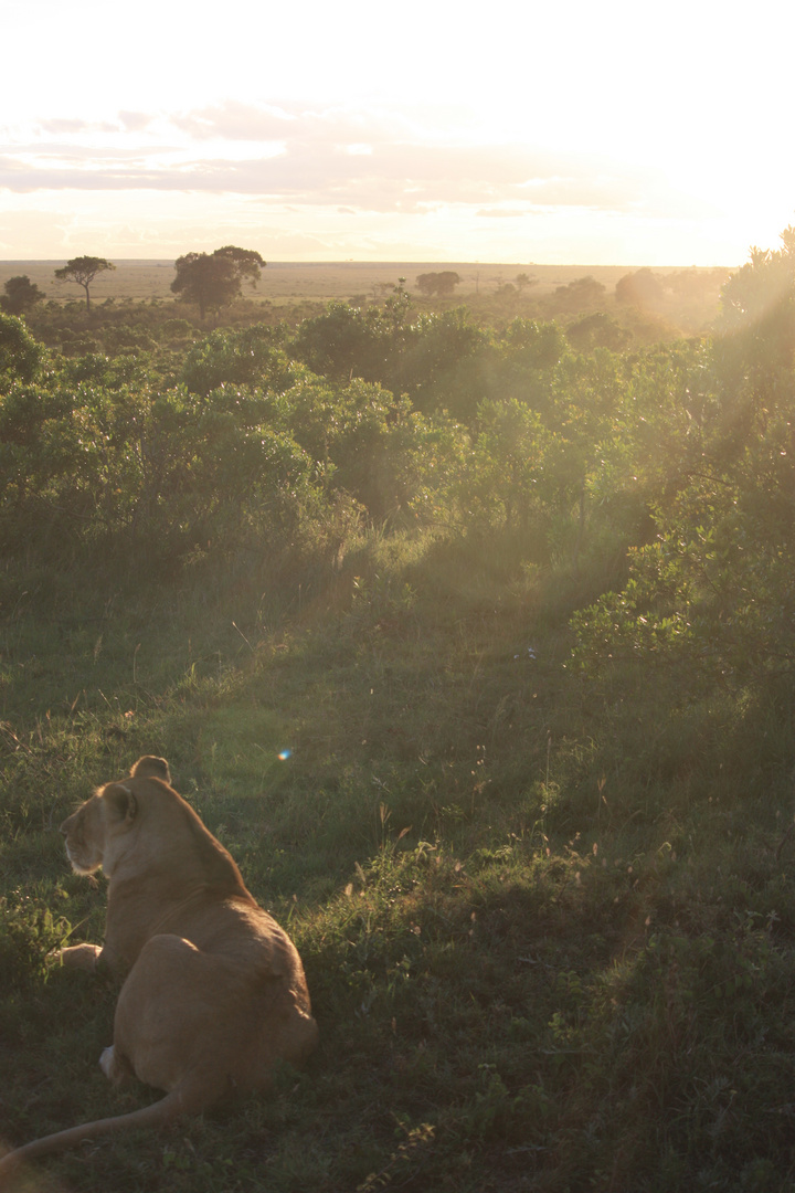 Africa's King