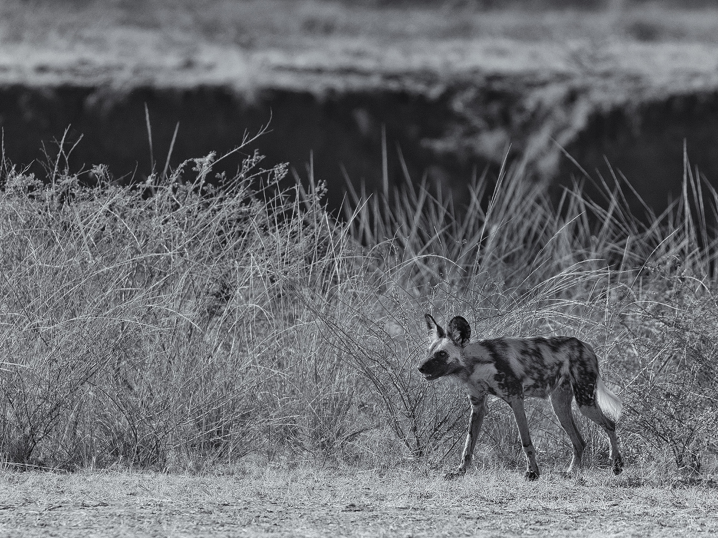 Africa’s most exceptional endurance hunter