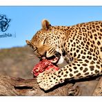 AfriCat Foundation Namibia