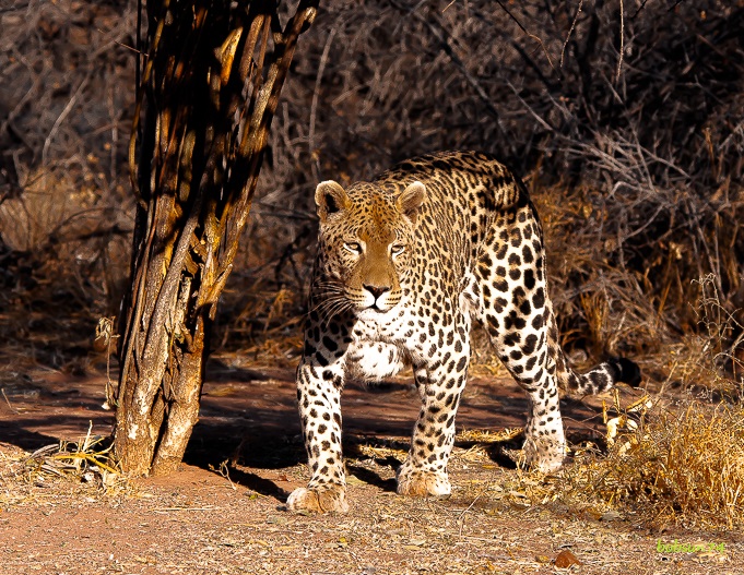 Africat Okonjima Namibia Afrika