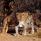 Africat Okonjima Namibia Afrika