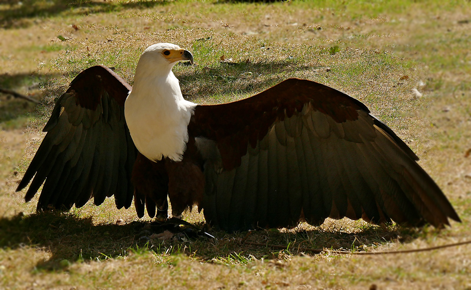 Afrik. Schreiseeadler..