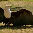 Afrik. Schreiseeadler..