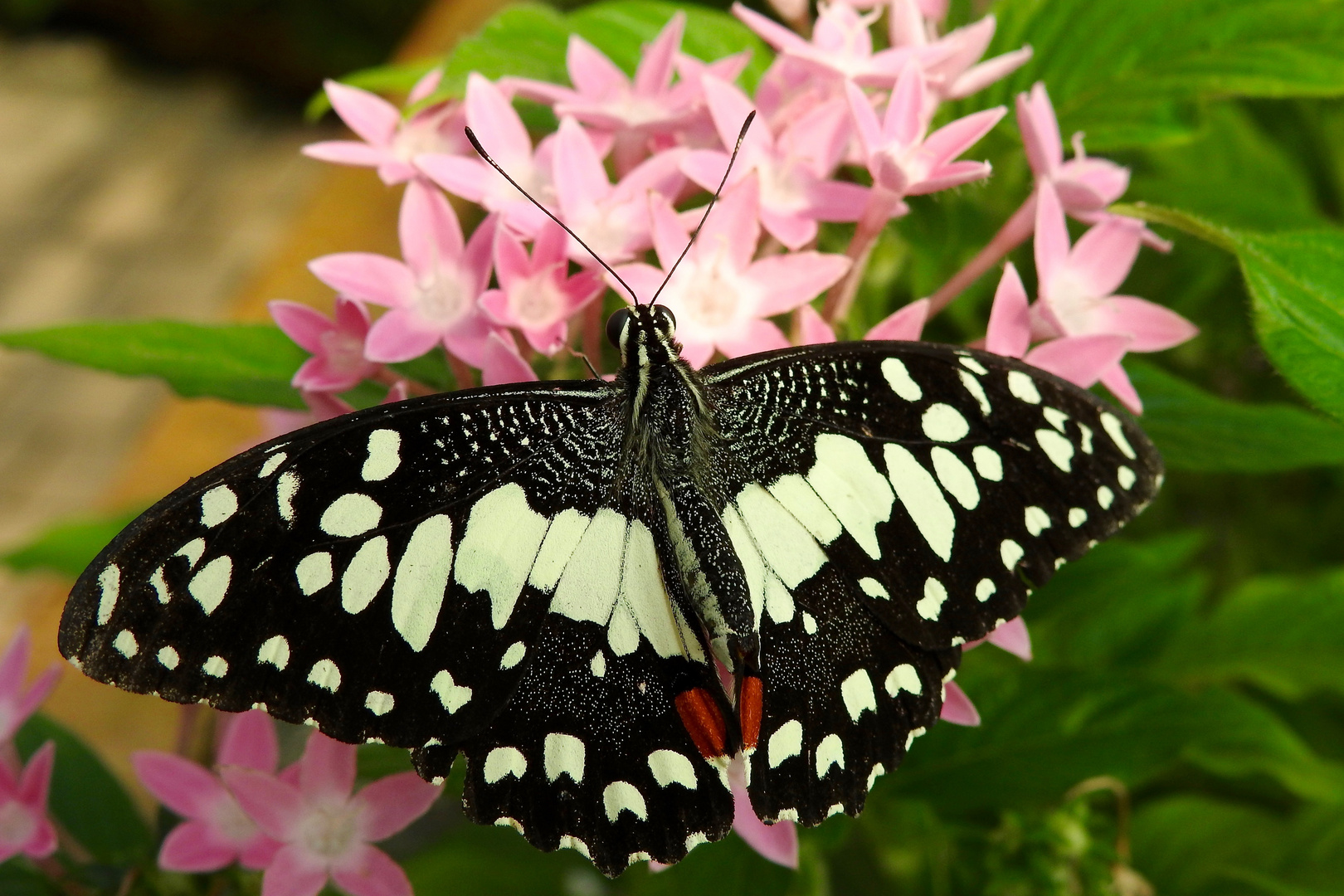 Afrik. Schwalbenschwanz ( Papilio demodocus )