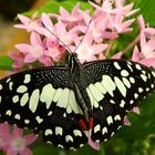 Afrik. Schwalbenschwanz ( Papilio demodocus )