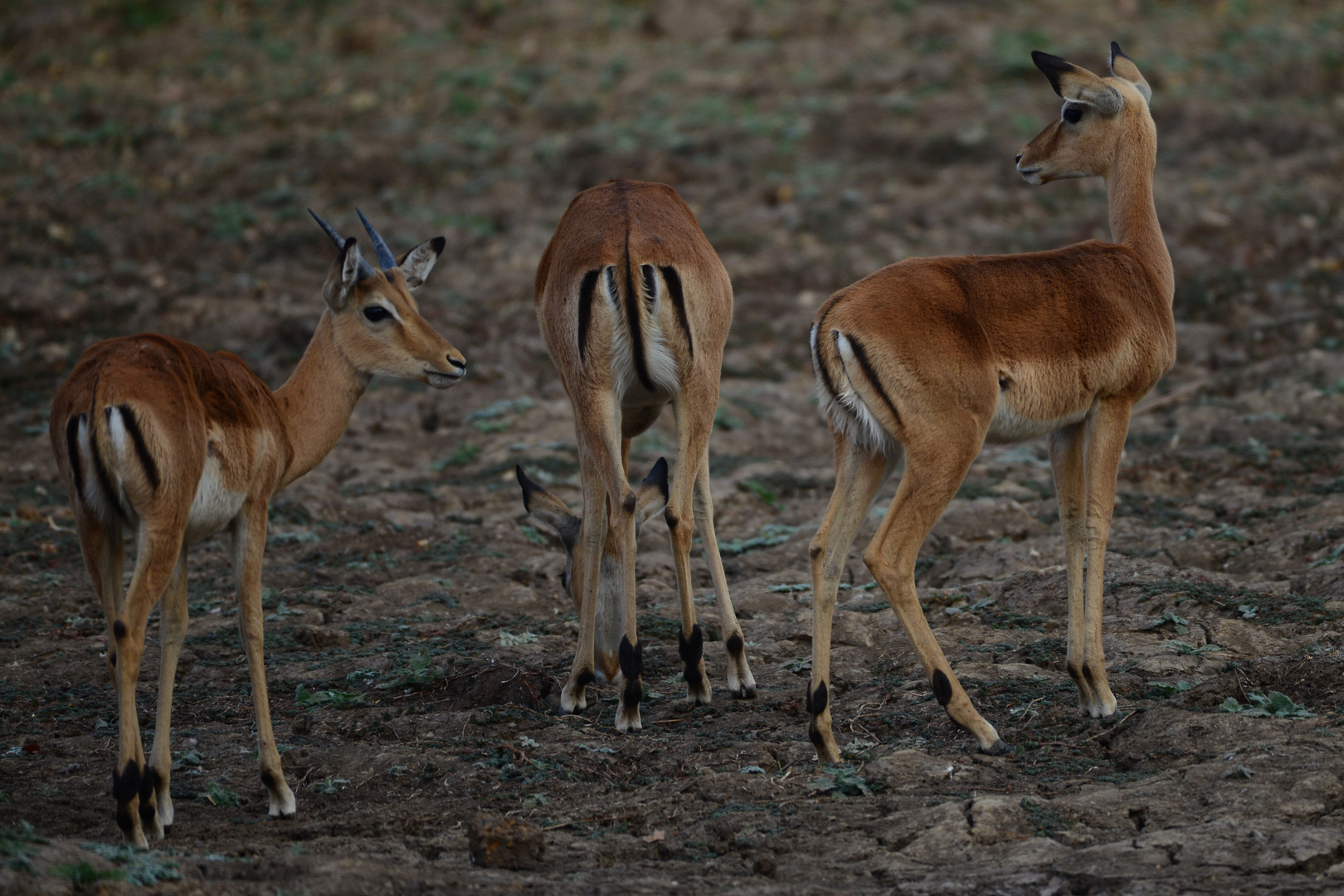 Afrika 2019_0317