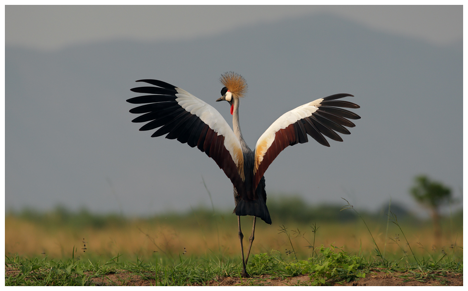 Afrika von Jens Grosche 