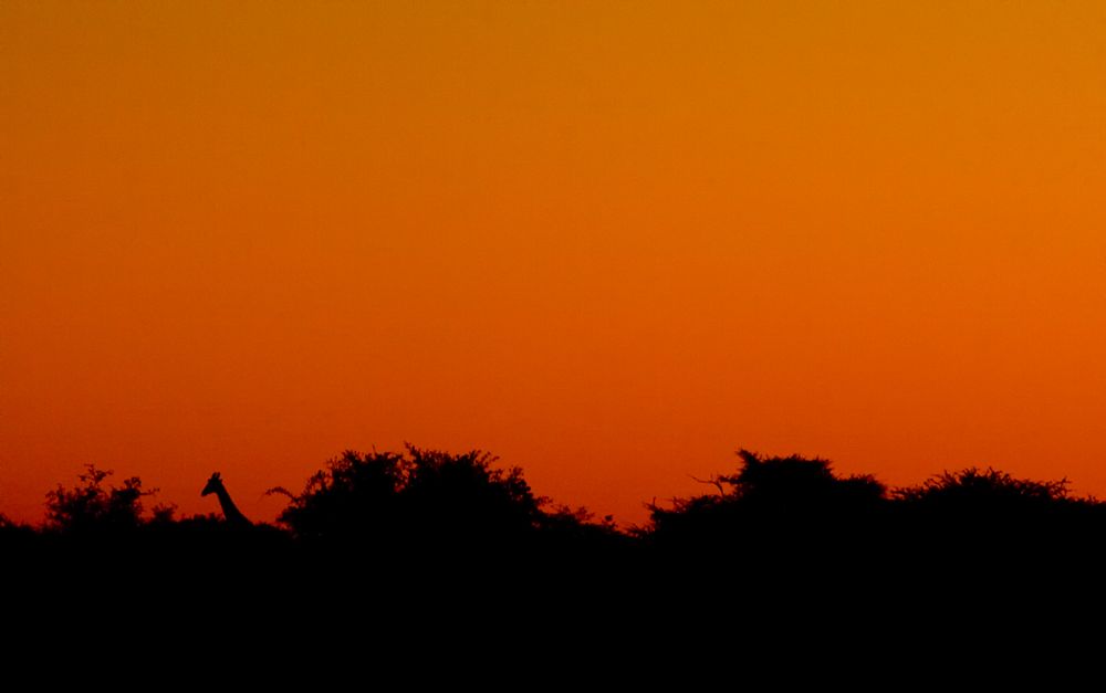 Afrika von Frank Haubenschild 