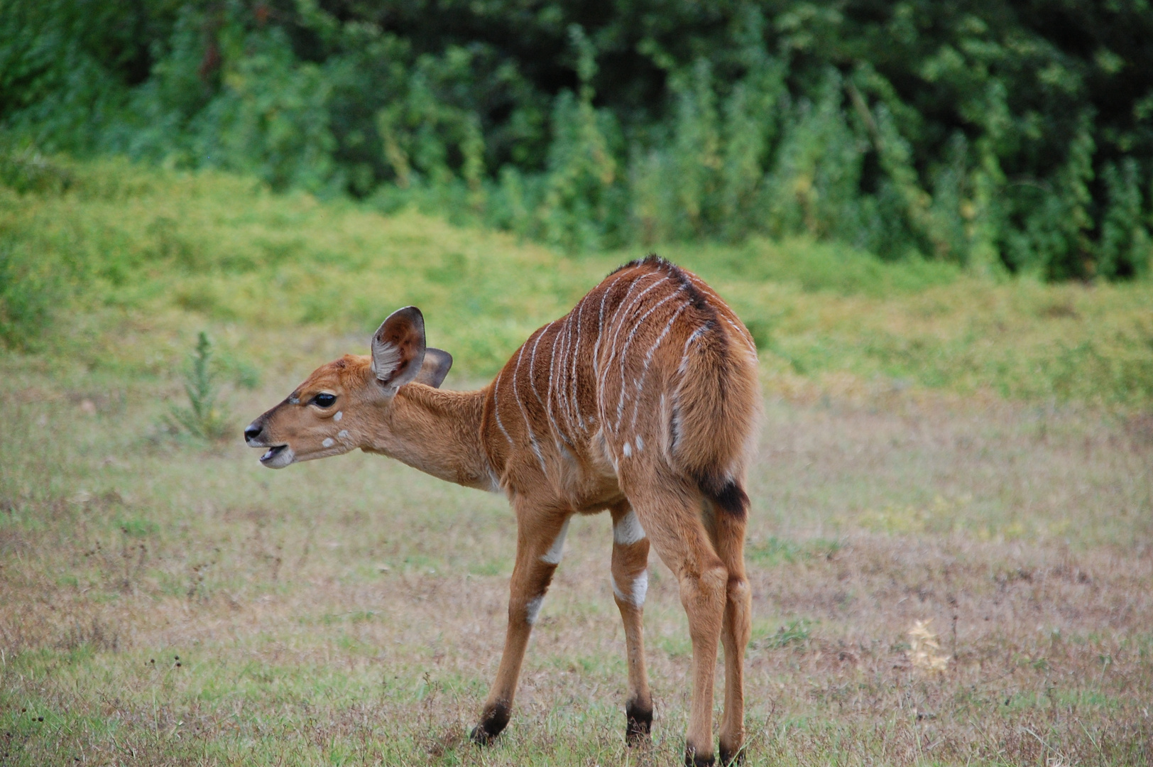 Afrika Bambi