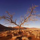 Afrika - die Sossusvlei Dünen