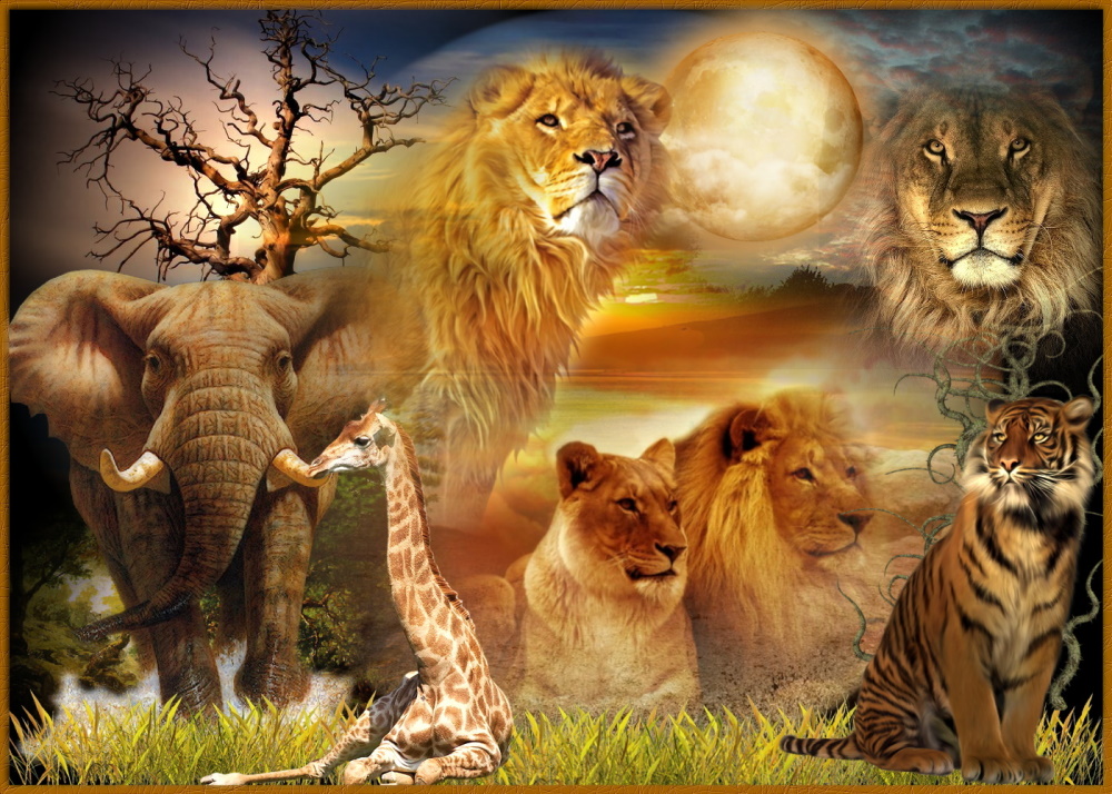 " Afrika " Foto & Bild | world, natur, namibia Bilder auf fotocommunity