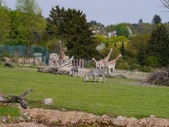 Afrika im Taunus